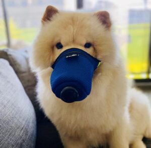 K9 Mask Dog Filter Air Pollution Customer Photo