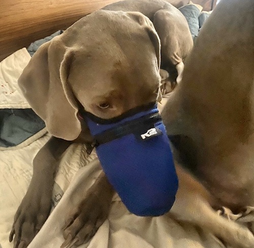 K9 Mask Customer Photo Image Air Filter Mask