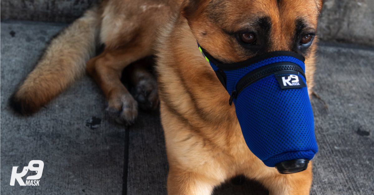 K9_Mask_Max_Hero_Air_Pollution_Filter_Mask_Dog_10