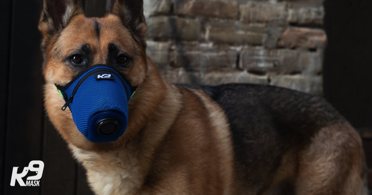 K9_Mask_Max_Hero_Air_Pollution_Filter_Mask_Dog_2