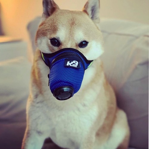 K9_Mask_Small_Dog