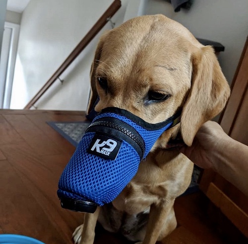 K9 Mask Labrador Dog Air Filter