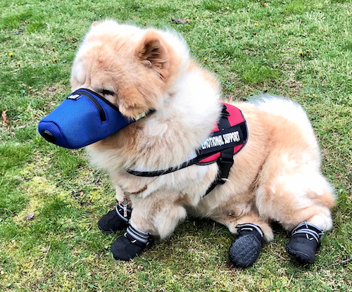 K9 Mask Service Dog air filter face mask for dog