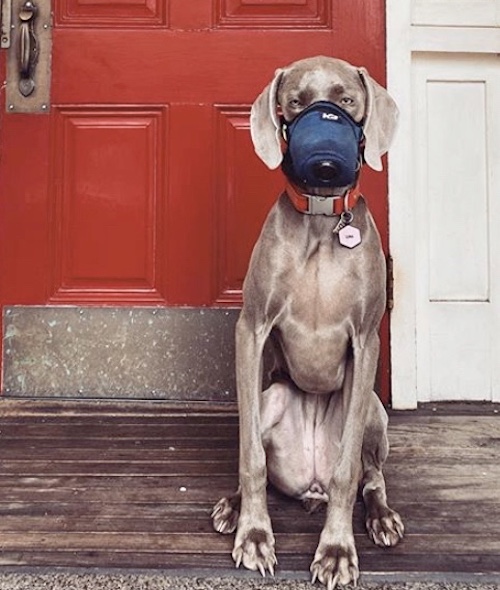 K9 Mask dog air filter face mask red door