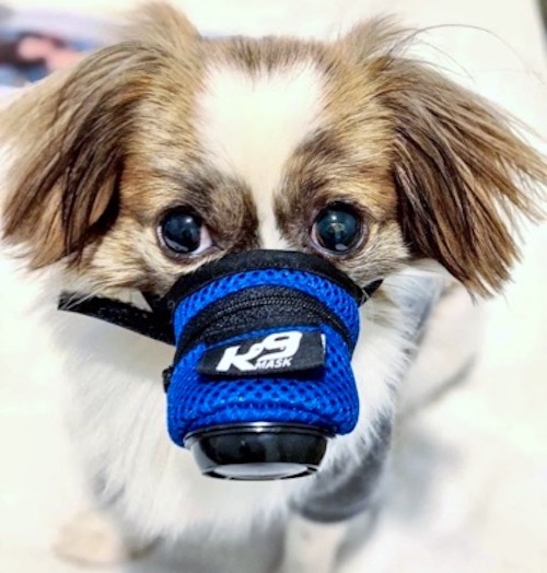 K9 Mask small cute dog emergency pet kit
