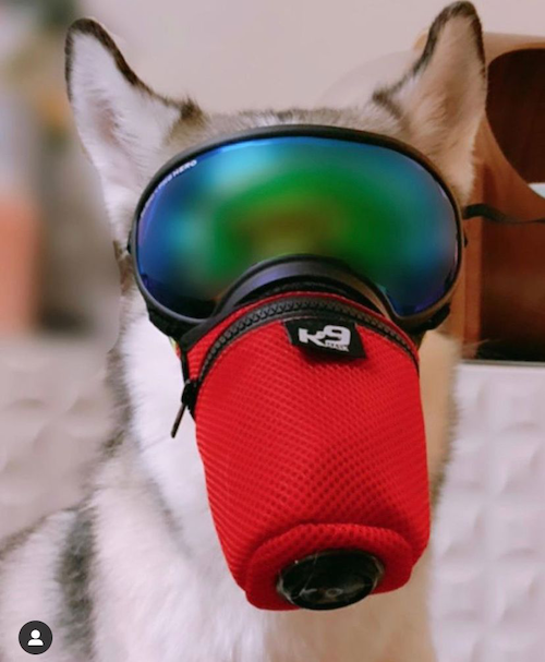 K9_Mask_Outdoor_dog_air_filter