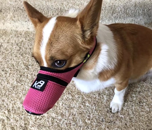 K9_Mask_Custom_color_pink_dog_air_filter 2