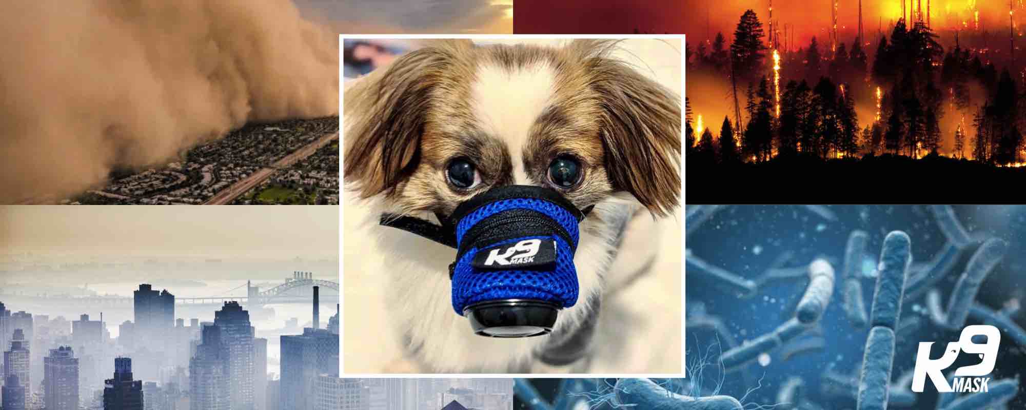 dog air filter