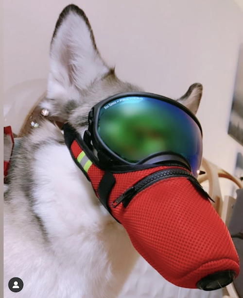 K9_Mask_Outdoor_dog_air_filter